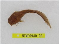 藏品(鬍鯰(塘虱魚))的圖片